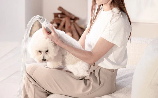 Enhancing Your Cat's Well-Being with Woohuloo